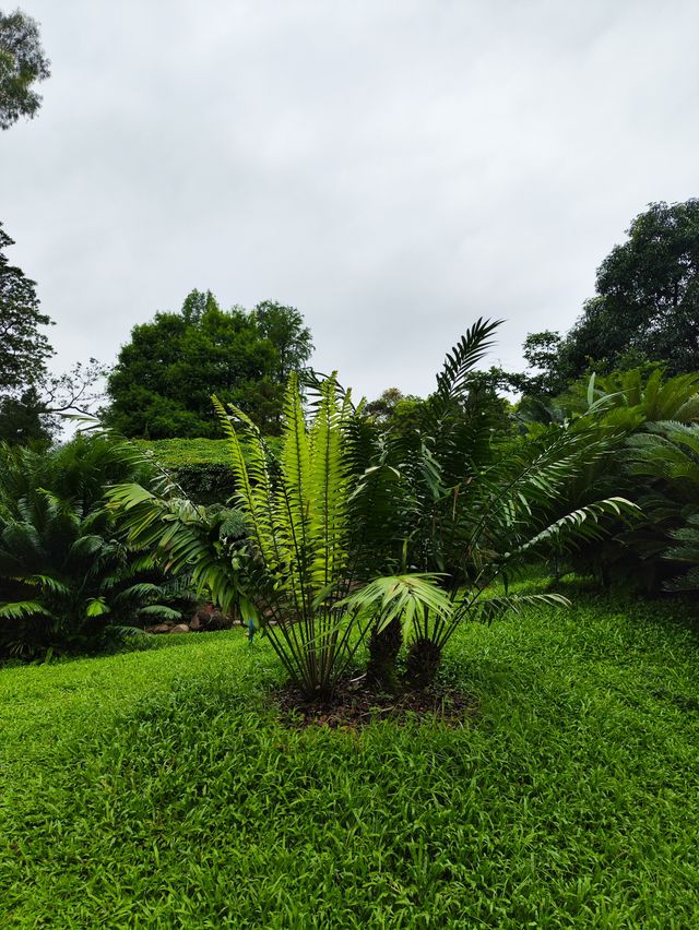 華南植物園③