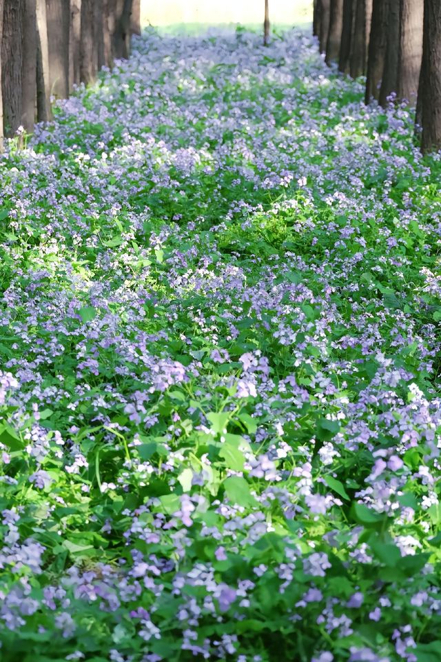 江心洲紫色森林秘境｜二月蘭盛開的花海