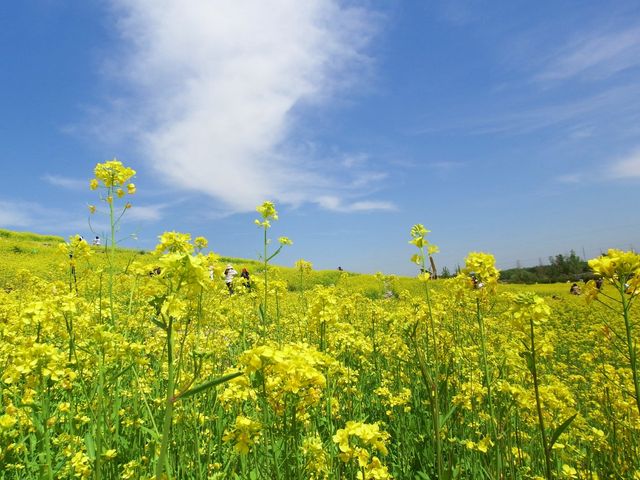 我終於來了任意門的另一邊——芸上梯田