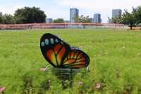 花海公園，攝影愛好者的福地