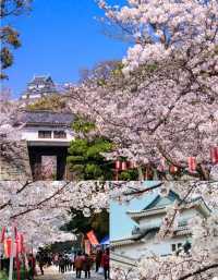 大阪出發和歌山一日遊，路線推薦~收藏。