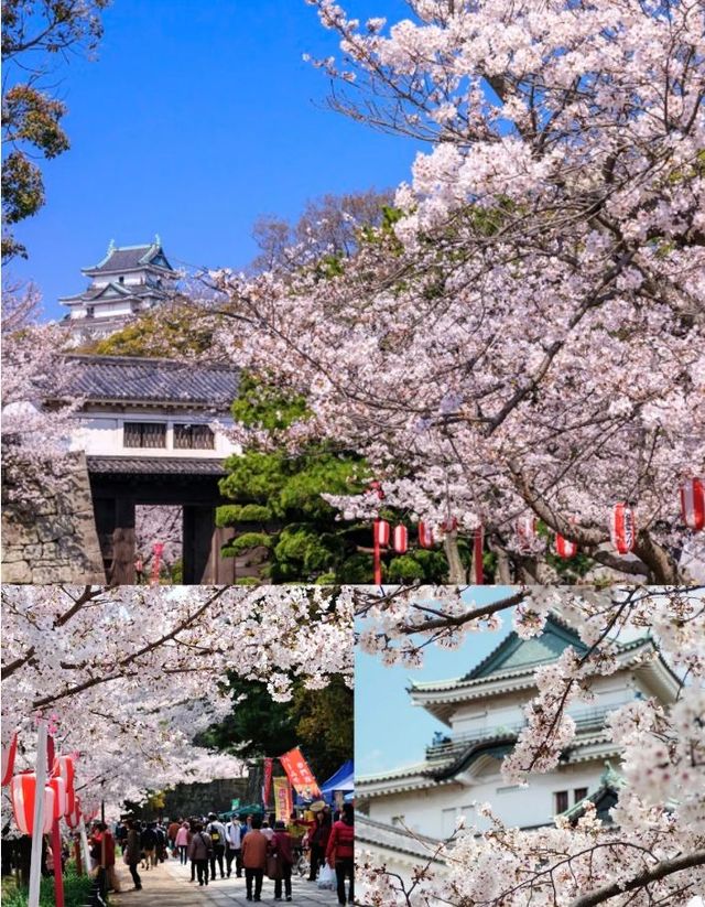 大阪出發和歌山一日遊，路線推薦~收藏。