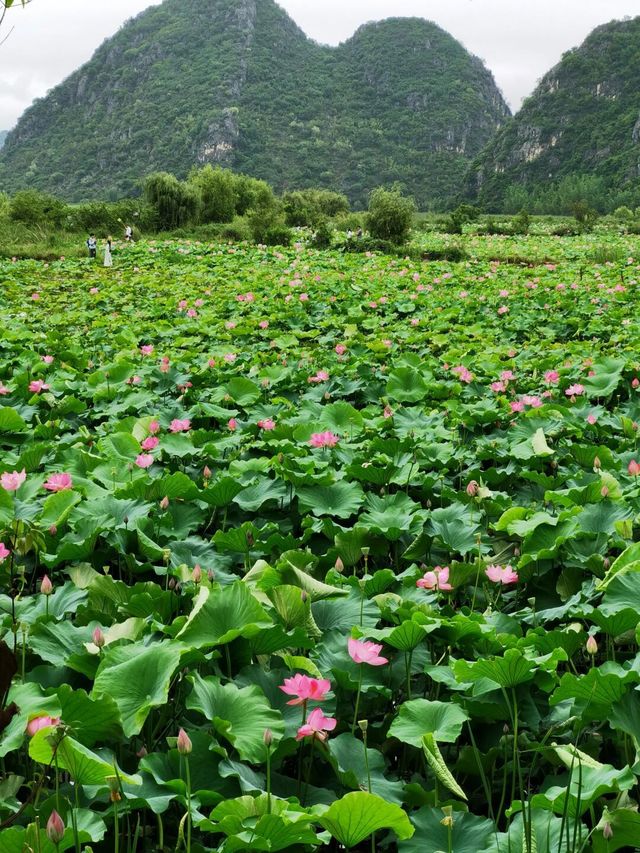 夏天賞心悅目的寶藏地