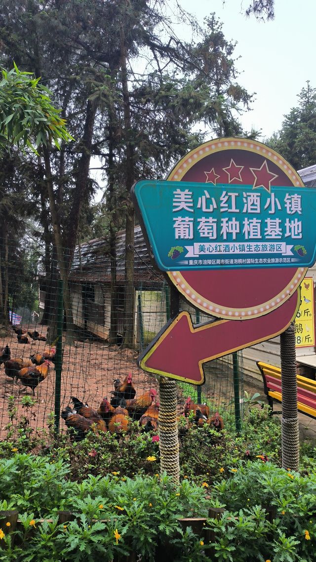 帶娃到美心紅酒小鎮，懷舊我們心中的“洋人街”