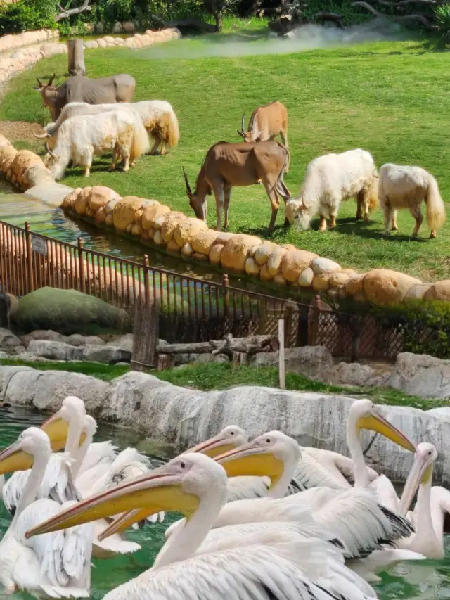 Yinji Animal Kingdom - A great place for parent-child trips to observe wildlife