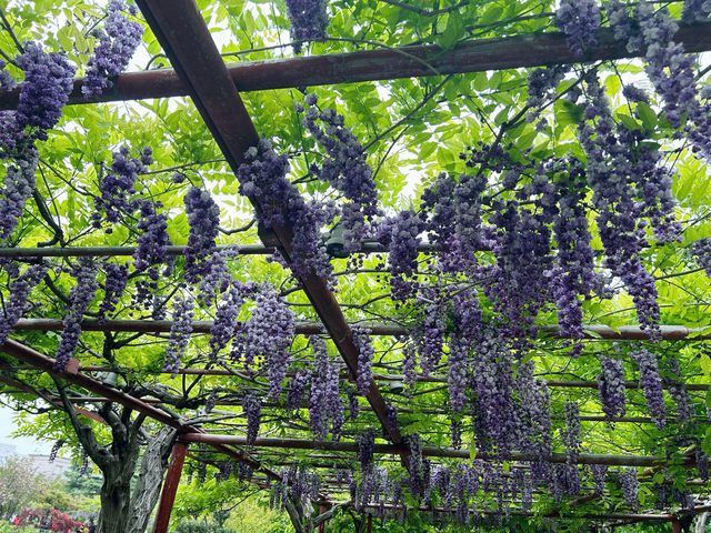 上海嘉定賞花好去處推薦，紫藤園