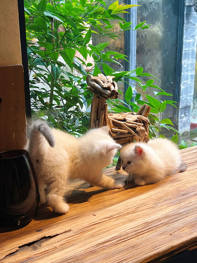 藏在古城裡的綠野仙蹤