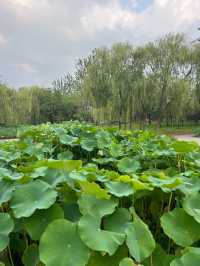 東營植物園！來這裡認識不同的植物吧