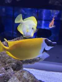 The Super Family Friendly Sumida Aquarium, The Wonders Of the Deep In Tokyo!