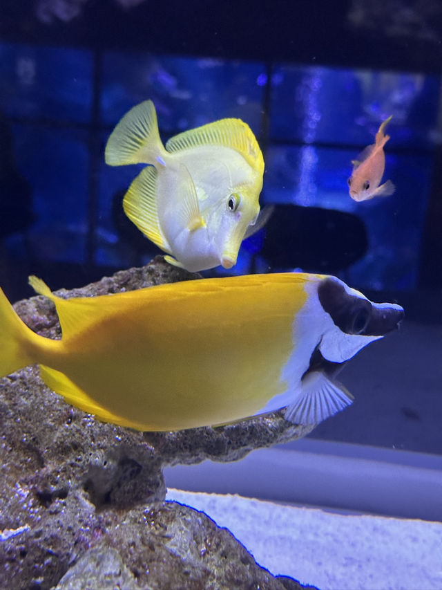 The Super Family Friendly Sumida Aquarium, The Wonders Of the Deep In Tokyo!