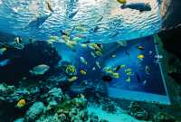 【海洋奇觀】達拉斯世界水族館｜探索美國德克薩斯州的海底世界。