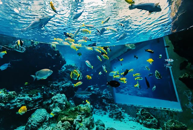 【海洋奇觀】達拉斯世界水族館｜探索美國德克薩斯州的海底世界。