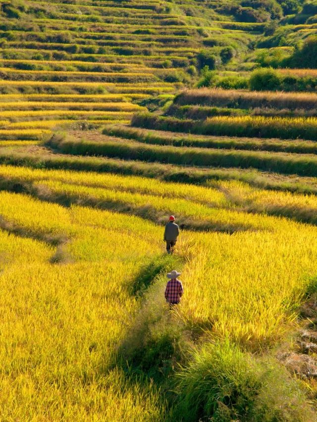 寶藏梯田秋收·國慶人少景美還免費。