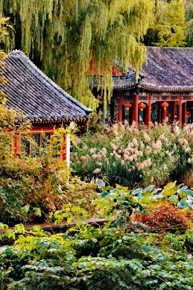 如果你沒見過大觀園的秋天。