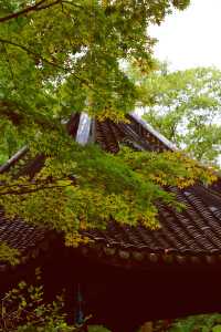 又到了醉白池最美的季節。