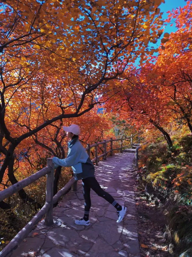 北京賞紅葉的天花板。
