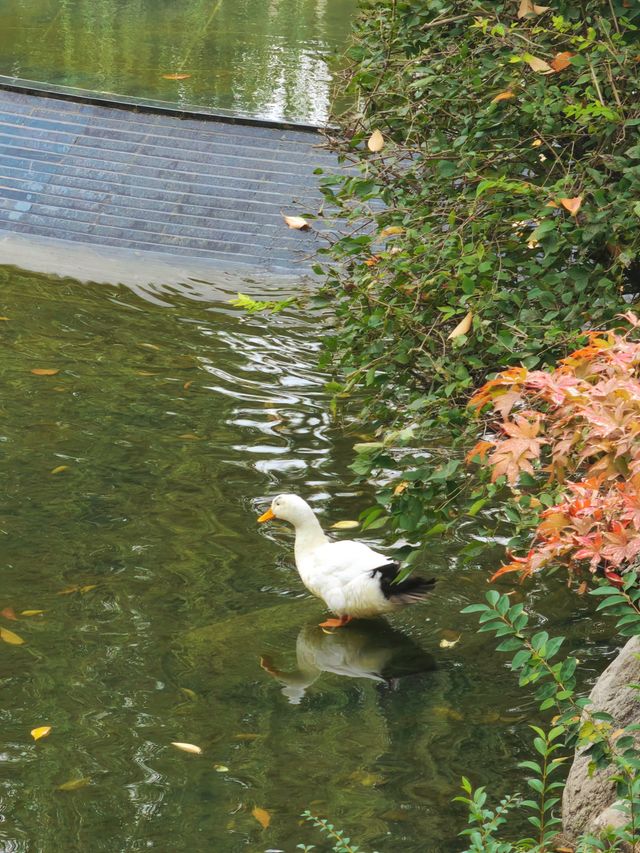 西安這家酒店居然在院子裡養孔雀？？？。