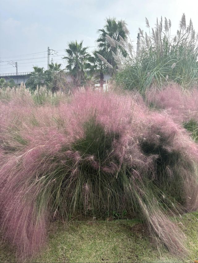 秋天和菊花很配哦。