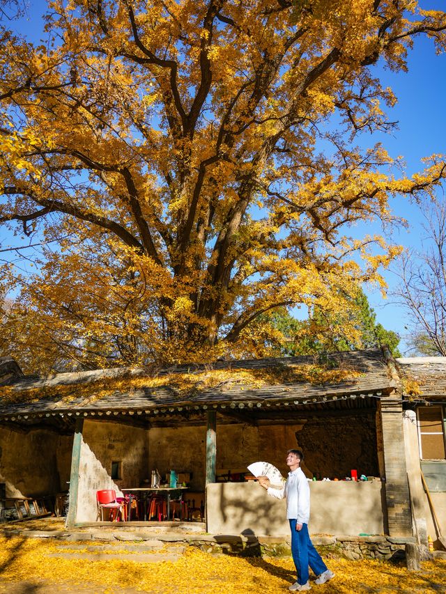 北京秋天任何人錯過這裡的銀杏都會遺憾。
