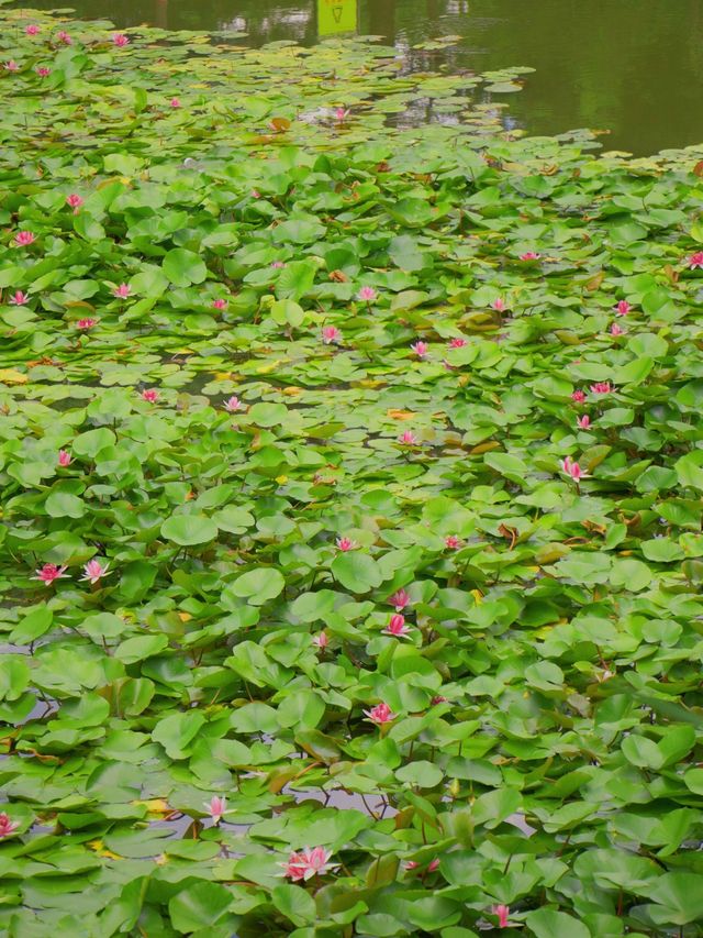 河南 | 鳳鳴湖遊玩攻略，周末帶小朋友外出的好去處。