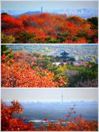 紅葉簇擁的大北京！想拍？等明年秋天！