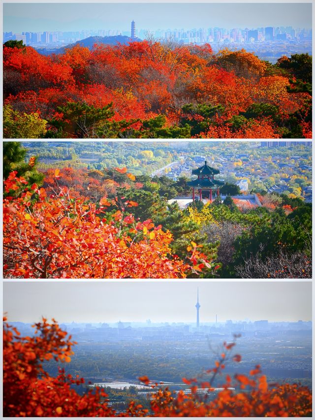 紅葉簇擁的大北京！想拍？等明年秋天！