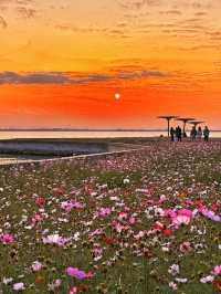 11.23直播｜淀山湖花海落日，出發前必看攻略。