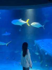 Blue dream for a day at Melbourne Sealife Aquarium❤🥰