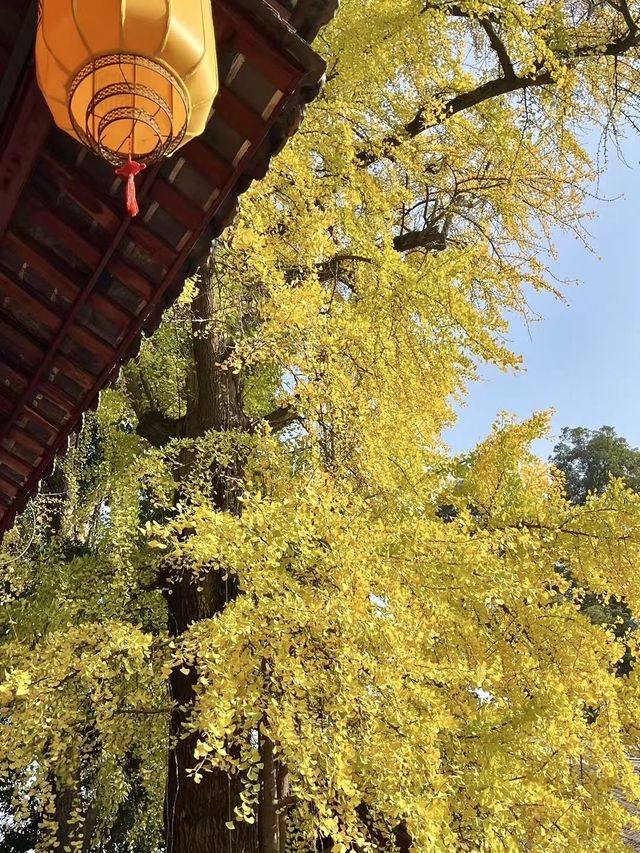 崇州罨畫池，銀杏金黃如詩如畫！