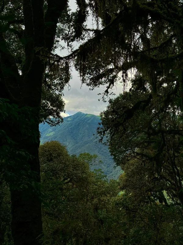 傳說中的雲南蟲谷，哀牢山原始森林