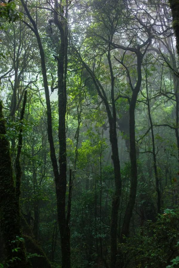 💥震撼預警！哀牢山：地球顏值巔峰，美到…