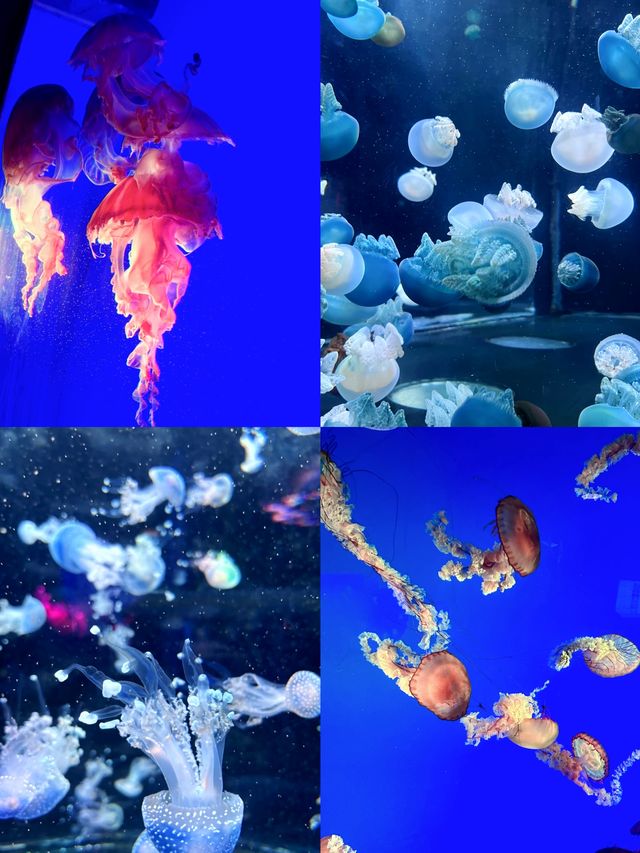 重慶漢海海洋公園位於重慶市巴南區嘉龍路133號。 重慶漢海海洋公園位於重慶市巴南區嘉龍路133號。