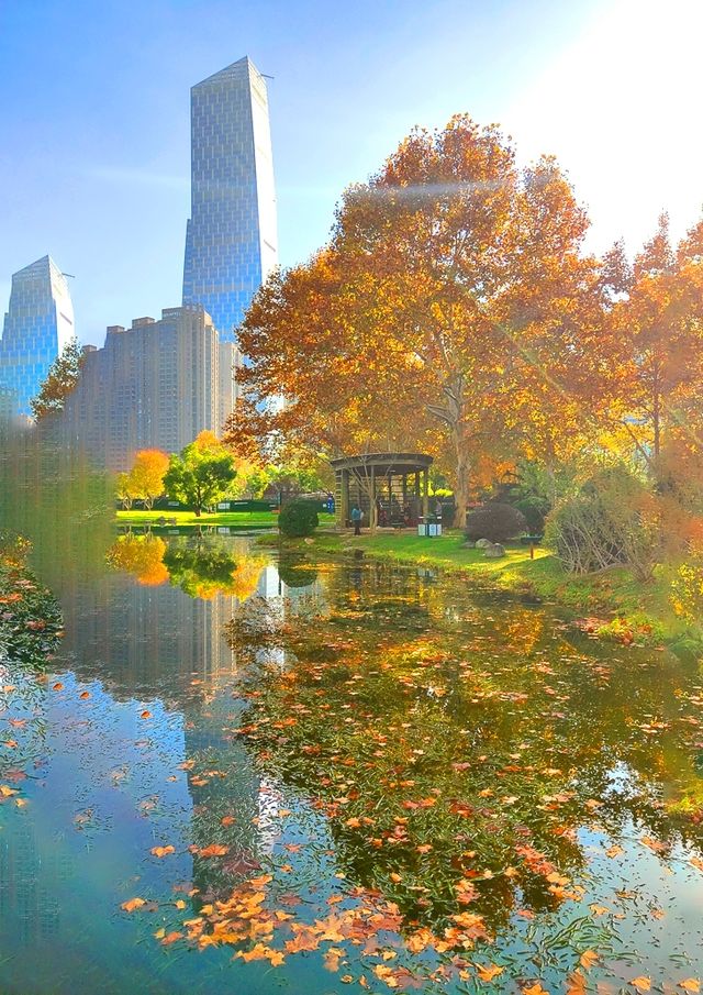 深秋的武漢解放公園——紅得發紫