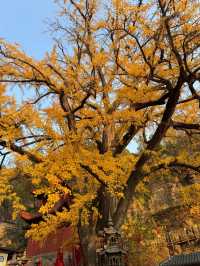 臨沂費縣叢柏庵，山寺清幽，來者皆誠！