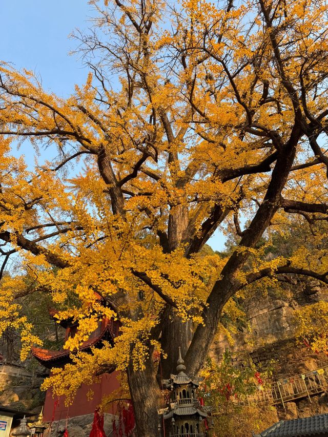 臨沂費縣叢柏庵，山寺清幽，來者皆誠！