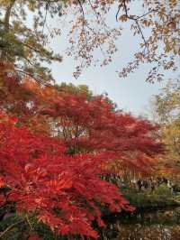 嘉定秋霞圃賞紅葉