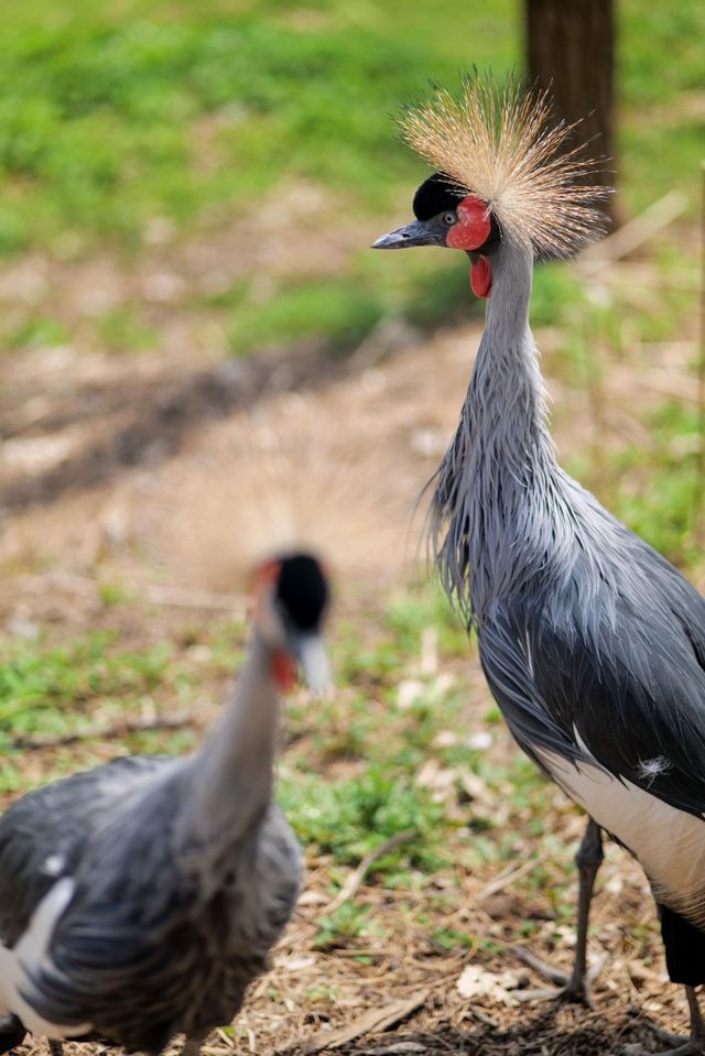 遼陽動物園：歡樂的動物家園