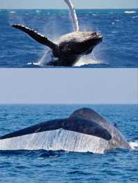 Whale Watching in Mirissa, Sri Lanka