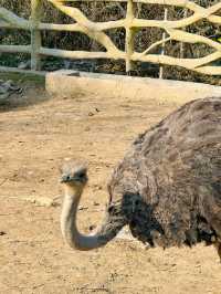 冬季反向遊 | 來杭州野生動物園與動物親密互動（附攻略）