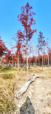 解鎖斜溪村紅樹林，感受自然的原始魅力