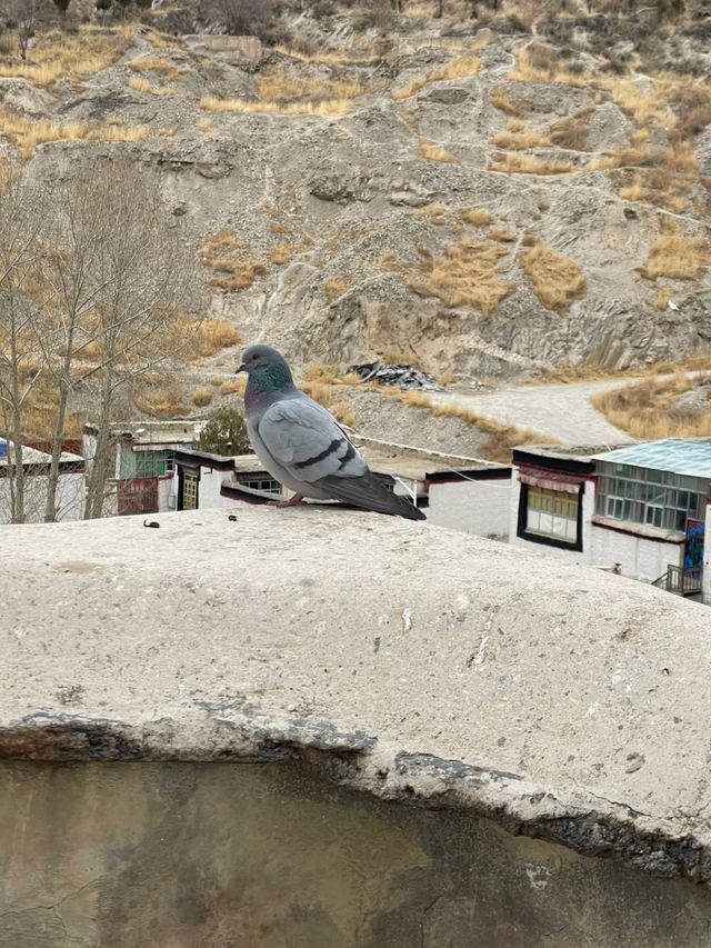 白居寺：藏傳佛教的多元藝術殿堂