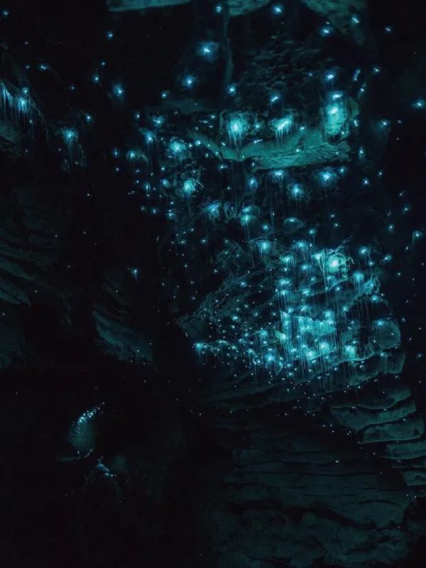 Discover the Enchanting Blue Glowworm Forest in Waitomo, New Zealand