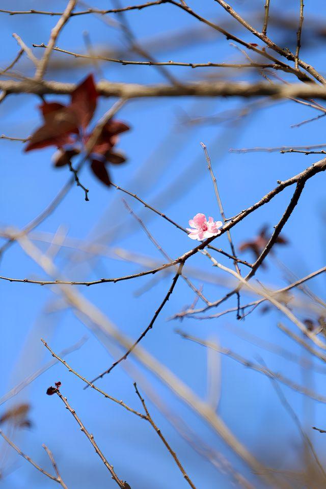 廣州 | 香雪公園的梅花怒放了(附路線)