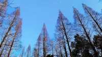 置身於綠色的海洋~~東平國家森林公園