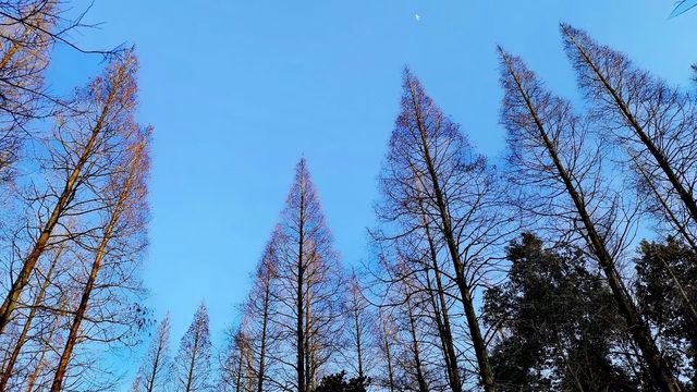 置身於綠色的海洋~~東平國家森林公園