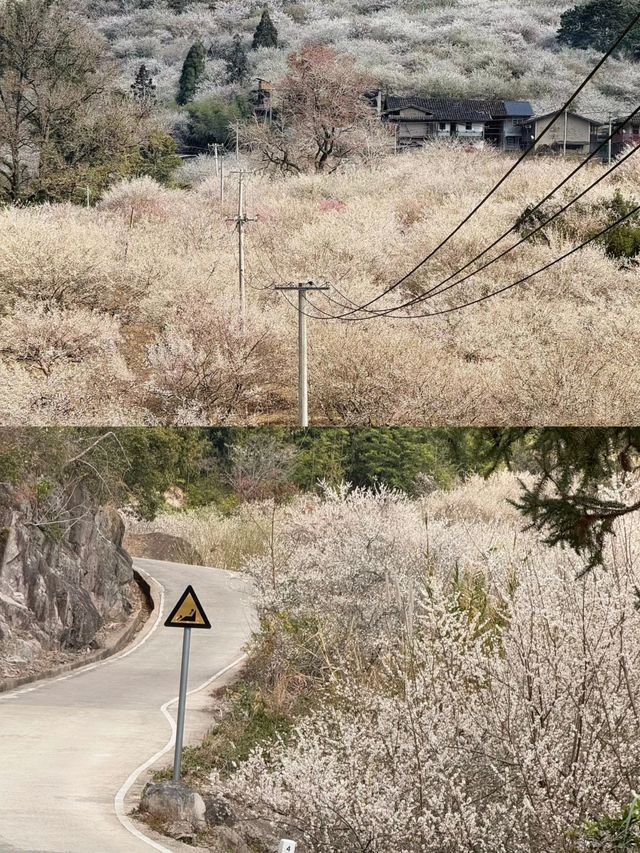 抄功課，永泰文埕灣賞梅露營攻略