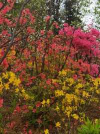 闖入梧桐花谷，邂逅一整個春天