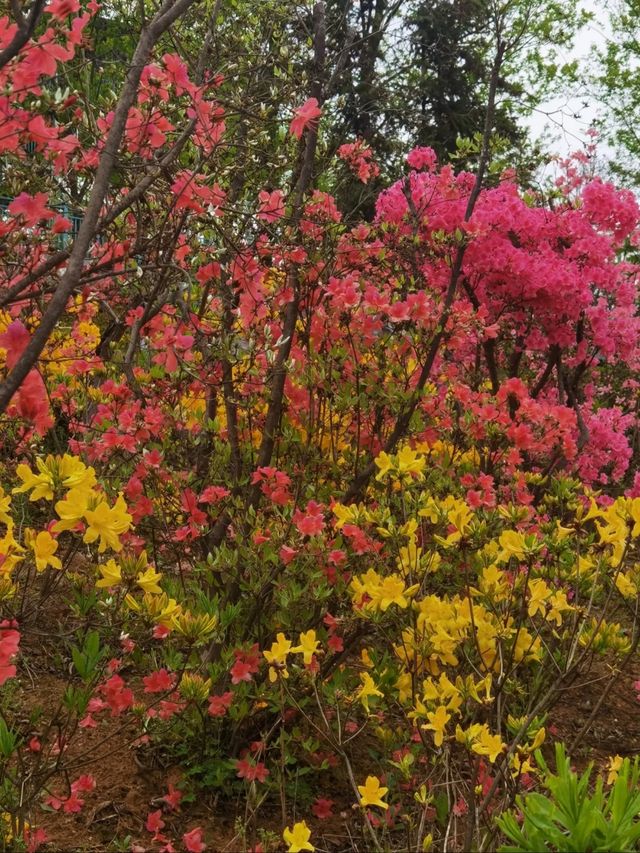 闖入梧桐花谷，邂逅一整個春天