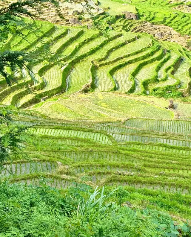 Longji Terraces | A Color Palette Left Behind by God