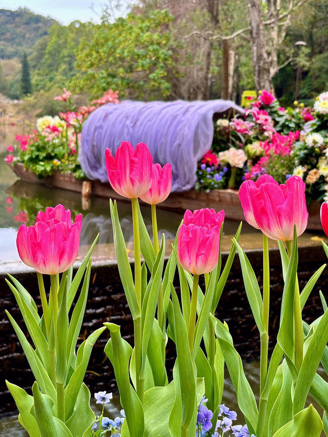 🌷 深圳的花之仙境 - 仙湖植物園的鬱金香 🌷